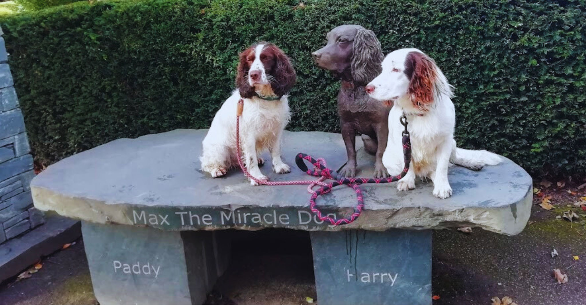 Suzanne Beck Springer Spaniels 