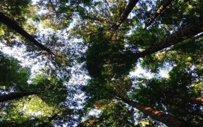 #GoGreen Campaign Launches in Support of UN International Day of Forests