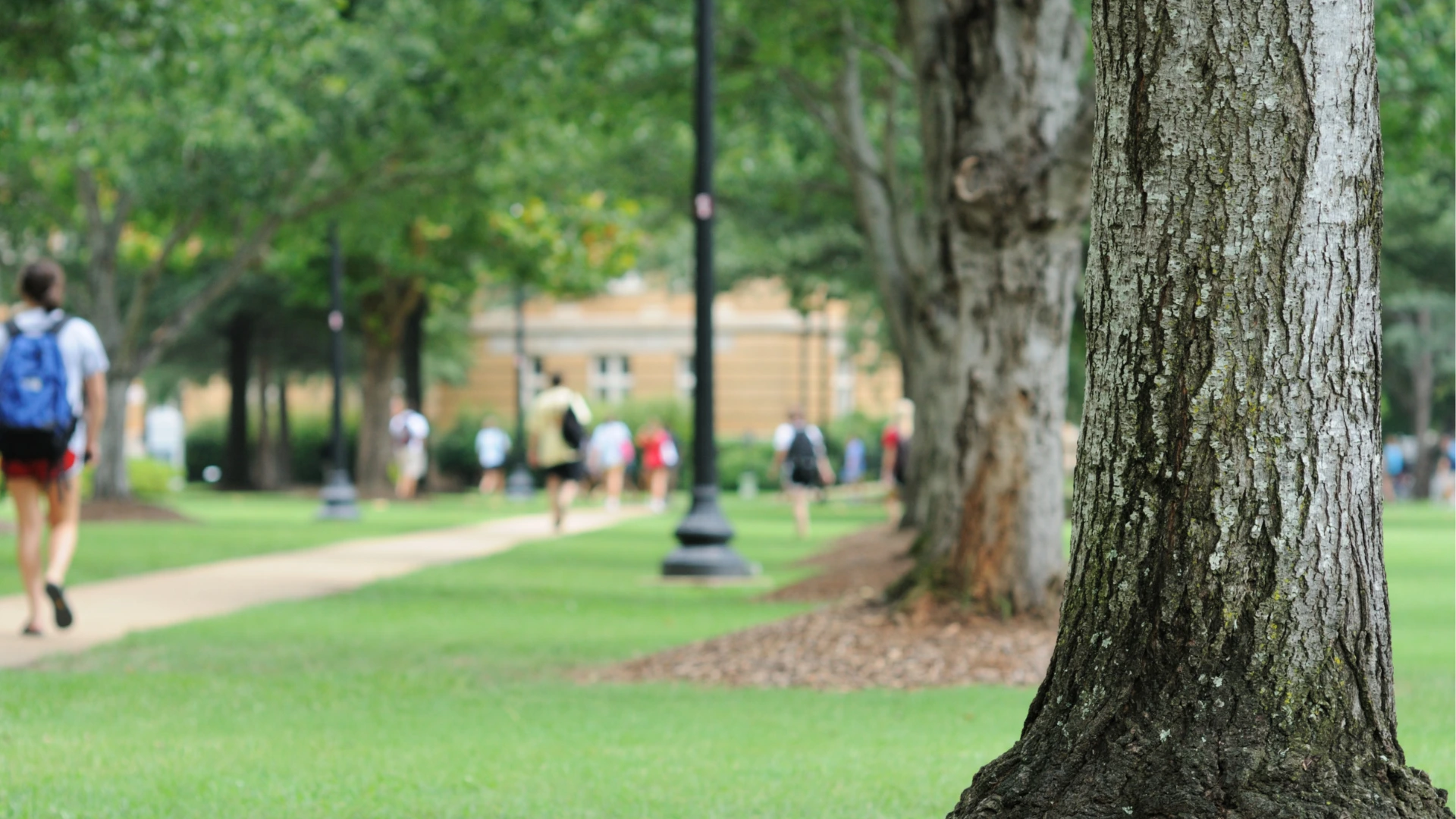 tree on campus